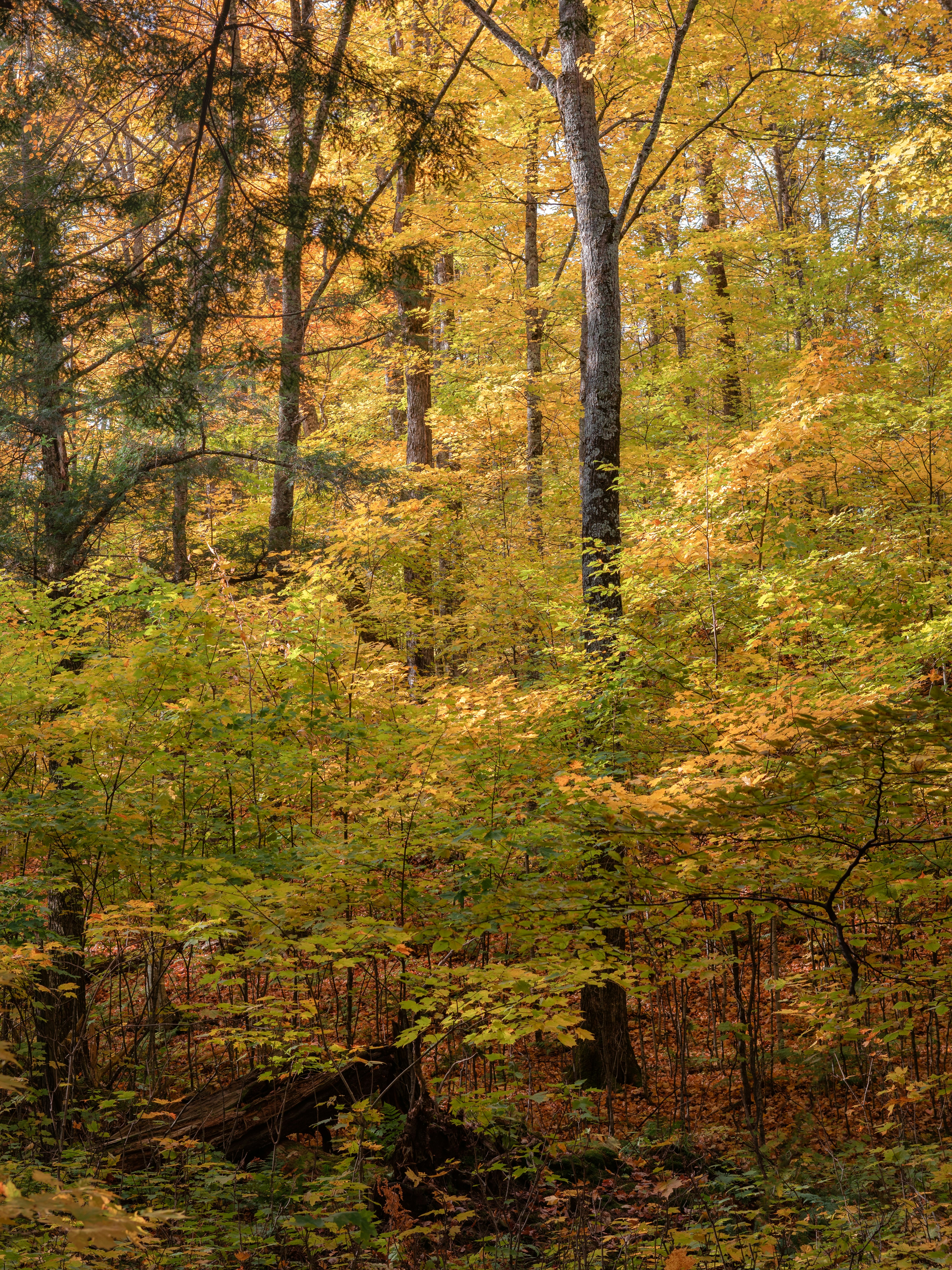 green and brown trees during daytime